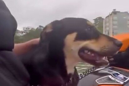 Homem encontra cão de rua que gosta de andar de jetsky e se emociona ao lembrar de seu antigo cão: Faz as mesmas coisas 