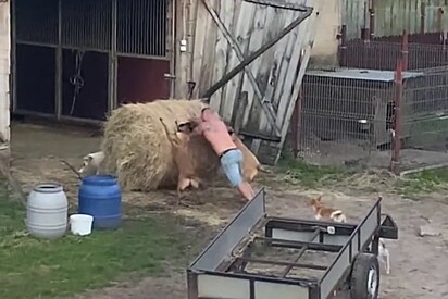 Ao perceber dificuldade, cães fazem o possível para a ajudar tutor a empurrar fardo gigante feno e atitude ganha milhões de curtidas