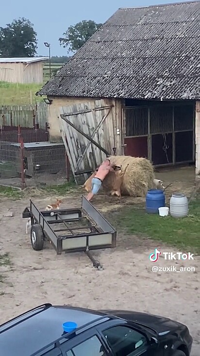 O pastor belga acompanha o tutor em todas as tarefas.