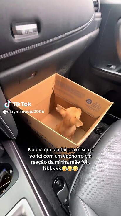 O cachorro caramelo foi levado para casa dentro de uma caixa de papelão.
