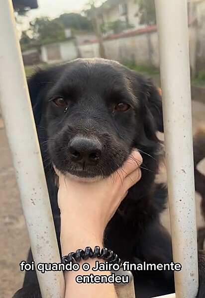 Barbara fazendo carinho em um dos cães.