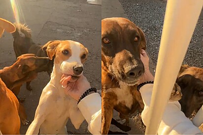 Cães ficam apaixonados ao ver jovem chegar cantando para eles, e música irresistível conquista milhares de likes.