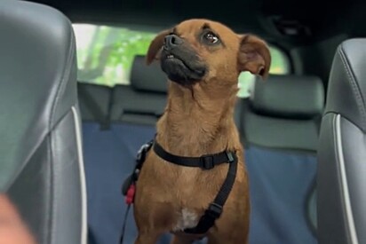 Após o passeio, cachorra teme voltar ao abrigo, sem saber que a assinatura já estava pronta para mudar sua vida para sempre