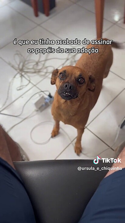 Úrsula ganhou um perfil para incentivar a adoção.