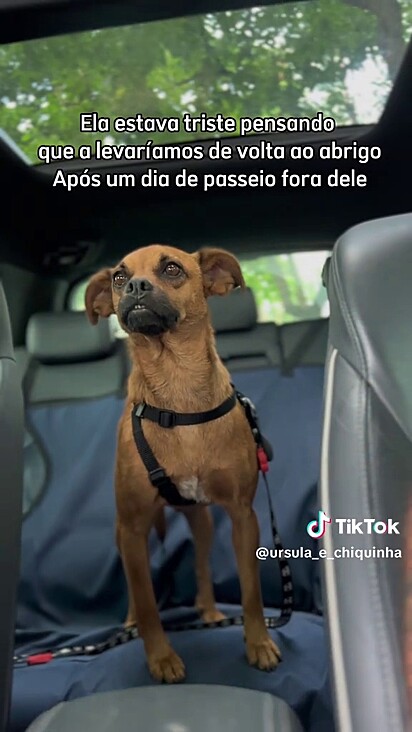 A cachorrinha pensava que voltaria para o abrigo.