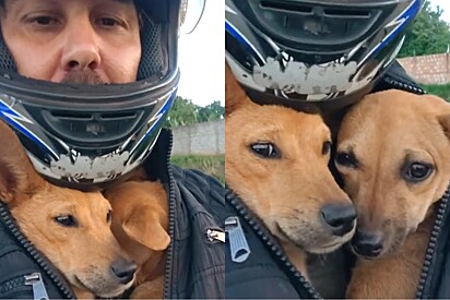Motoqueiro carrega dois filhotes de cachorro no casaco para não deixá-las abandonadas na estrada.