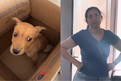 Mãe, era pra ser uma missa normal, mas voltei com um cachorro: Jovem surpreende família ao ir à missa e voltar com mini-cão caramelo.