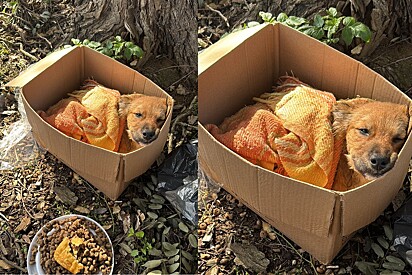 Quietinha dentro de caixa, vira-lata caramelo abandonada não conseguia se mexer - só depois protetora entende motivo.