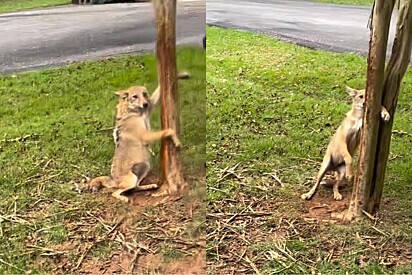 Coiote que prendeu pata em árvore estava perdendo as esperanças que alguém aparecesse para ser gentil com ele.