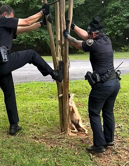 Os policiais não pouparam esforços para socorrer o coiote.