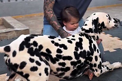 Alertando pais, reabilitador de cães compartilha qual é a única raça de cachorro recomendada para crianças