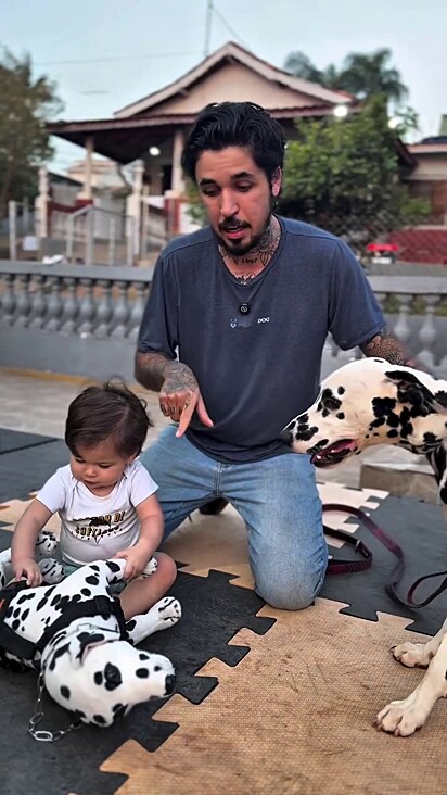 Os cães de pelúcias são os mais apropriados para crianças, afirma o reabilitador de cães.