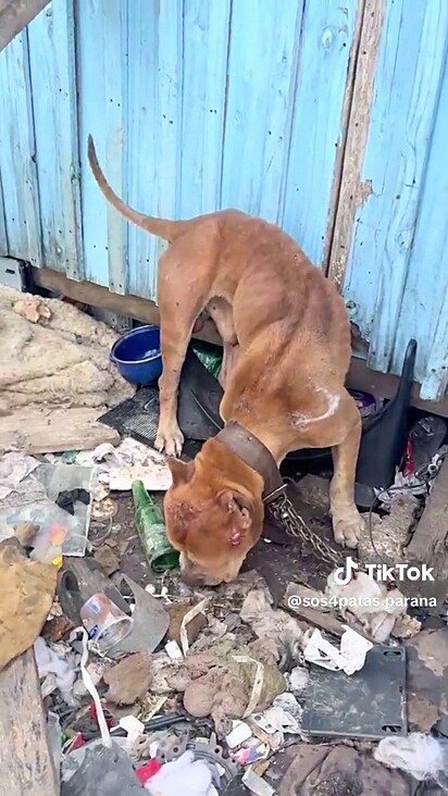 Eles apresentavam sinais grave de desnutrição e machucados.