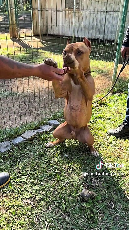 Os cães estão hospedados em hotel.