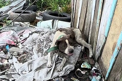 Maravilhosos: Protetora mostra como estão os pitbulls que foram resgatados em correntes minúsculas e beleza impressiona 