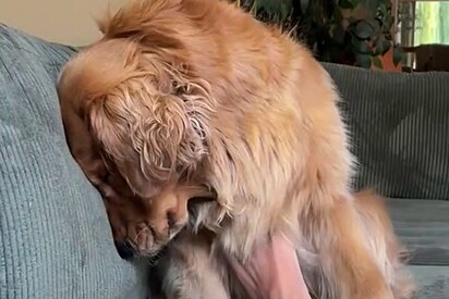 Será que era essa a solução? Família resolve presentear golden retriever que vivia cabisbaixo com novo filhote