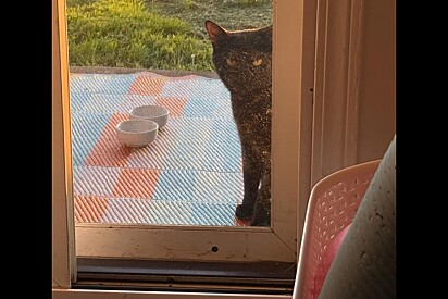 Gata de olhar sombrio aparece na casa de casal - dias depois, ela surge com uma surpresa.