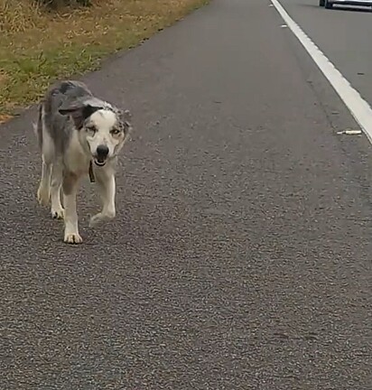 O cachorrinho foi abandonado à beira da estrada.