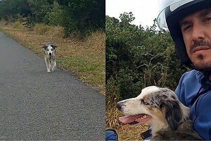 Ao ver cachorro lindo abandonado em rodovia, motociclista para e dá um jeito de ajudá-lo.