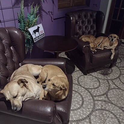 Os cães se sentem acolhidos no pub.