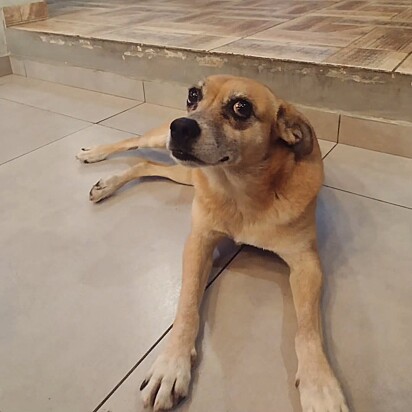 A cachorrinha caramelo Luna.