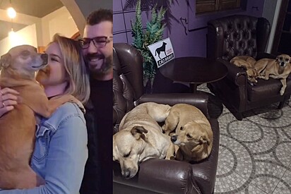 Conheça Luna: a vira-lata caramelo e sua gangue que se tornaram frequentadores assíduos de pub