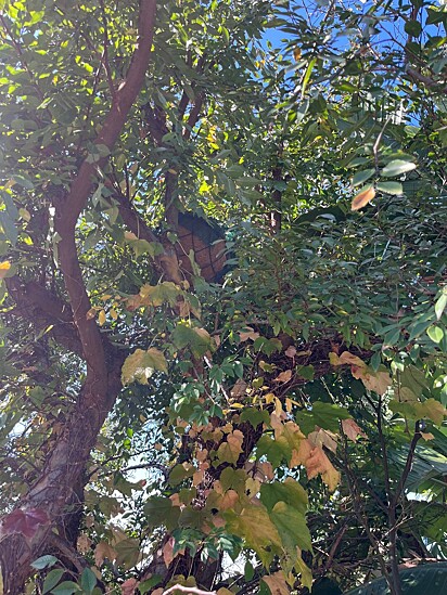 O animal foi solto na natureza.