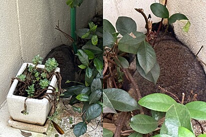 Proprietário pede ajuda após encontrar caroço peludo no quintal de residência