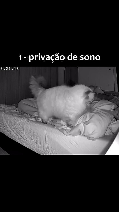 Os gatos acordam os tutores de madrugada.