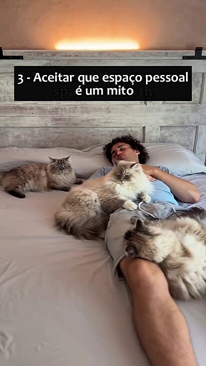 Não existe espaço pessoal quando se tem gatos.