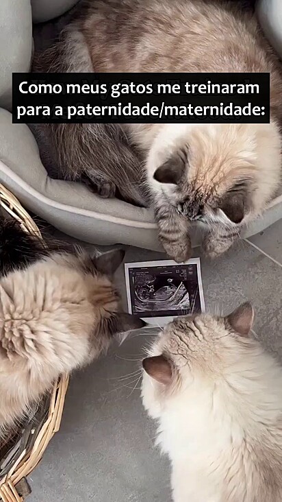 Os gatos ensinaram comportamentos valiosos aos tutores que logo serão pais.