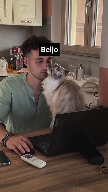 O gato sendo carinhoso com o dono.