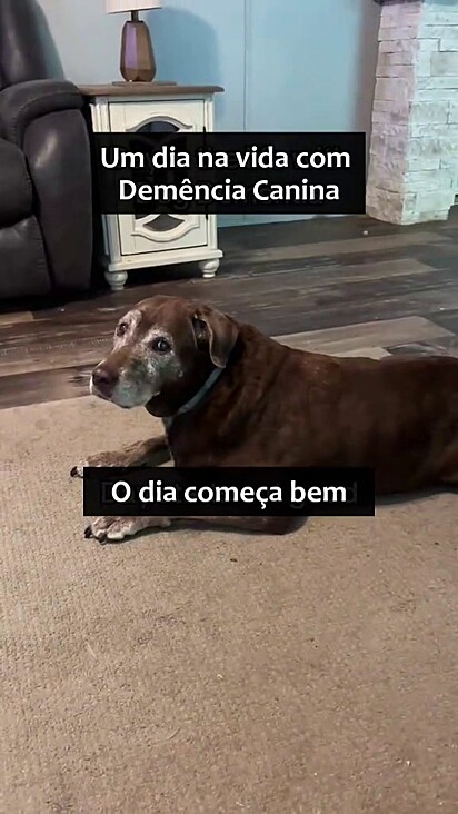 A tutora encontrou uma rede de apoio no Tik Tok.