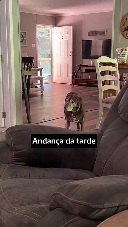 A labradora está com 14 anos.
