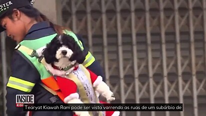 A tutora gosta da companhia do pet.