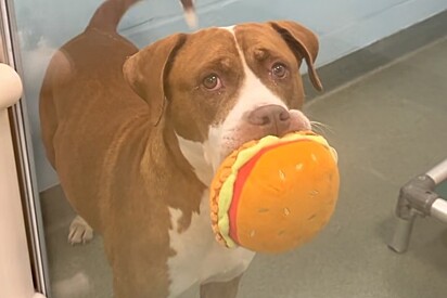 Pitbull carrega seu bem mais valioso em frente à porta de vidro de canil para chamar a atenção de possíveis adotantes.