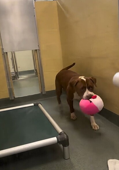 A pitbull Peanut ama pelúcias.