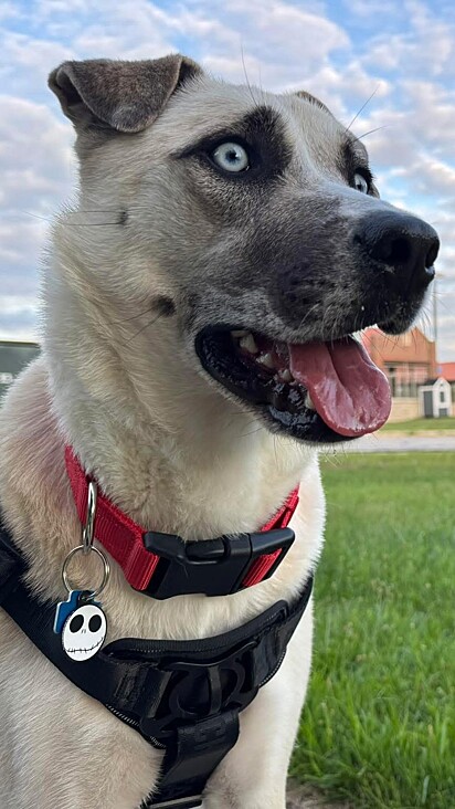A cachorrinha Tracy passou mais de 933 dias em um abrigo de animais até finalmente encontrar seu lar para sempre.