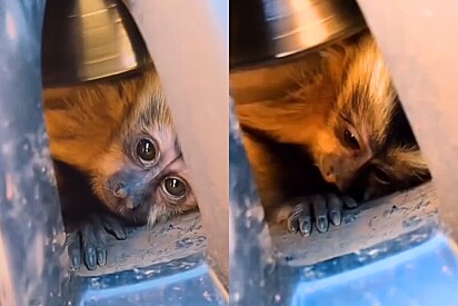 Veterinário fazia simples trajeto, até que macaco doentinho cruza veículo e o insere em uma missão bonita.