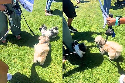 Cachorrinho shih-tzu “socialmente desajeitado” tenta fazer amizade com cães em parque, mas é rejeitado.
