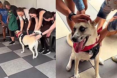 Há mais de 933 dias no abrigo, cachorrinha recebe a melhor notícia e ganha festa de despedida.