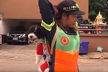 Usando um canguru, gari leva seu cachorrinho no colo todos os dias para o trabalho para que o pet não fique sozinho