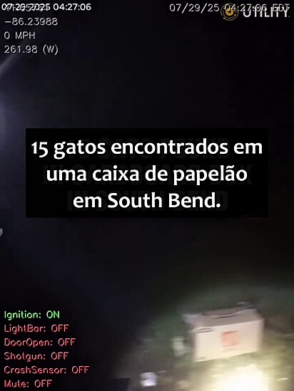Ninguém esperava que fosse ter tantos gatos naquela caixa.