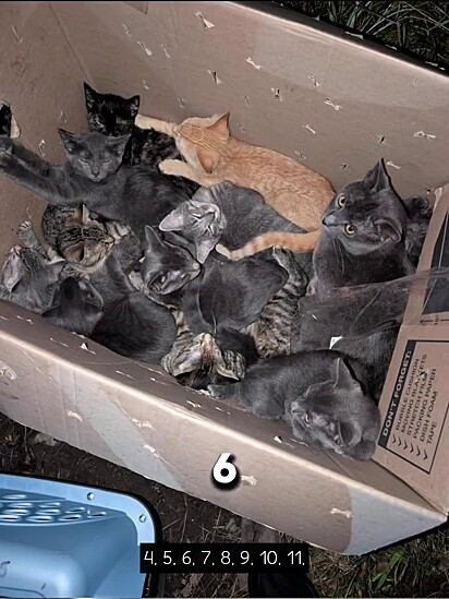 Os 15 gatos permaneceram no local.
