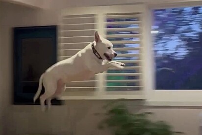 Cão surdo é resgatado da eutanásia e celebra nova vida pulando de alegria
