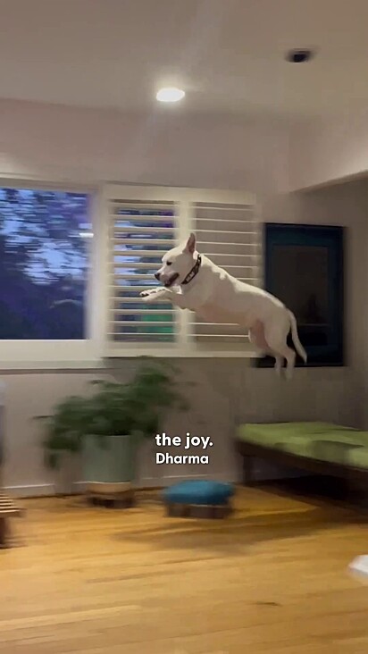 O cachorro pulando de alegria pela casa.