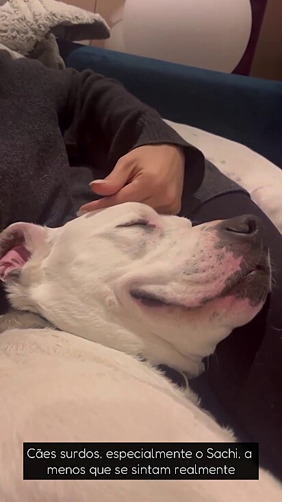 O cão dormiu sorrindo ao perceber que foi adotado.