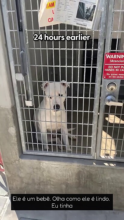 O cachorro Stachi vivia cabisbaixo no abrigo.