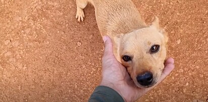 Mailson Silva resgatou um cachorro vira-lata caramelo.