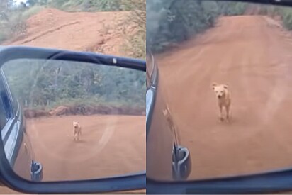 Em estrada rural, ao olhar pelo retrovisor, homem vê rostinho lindo o perseguindo e então decide ajudar.